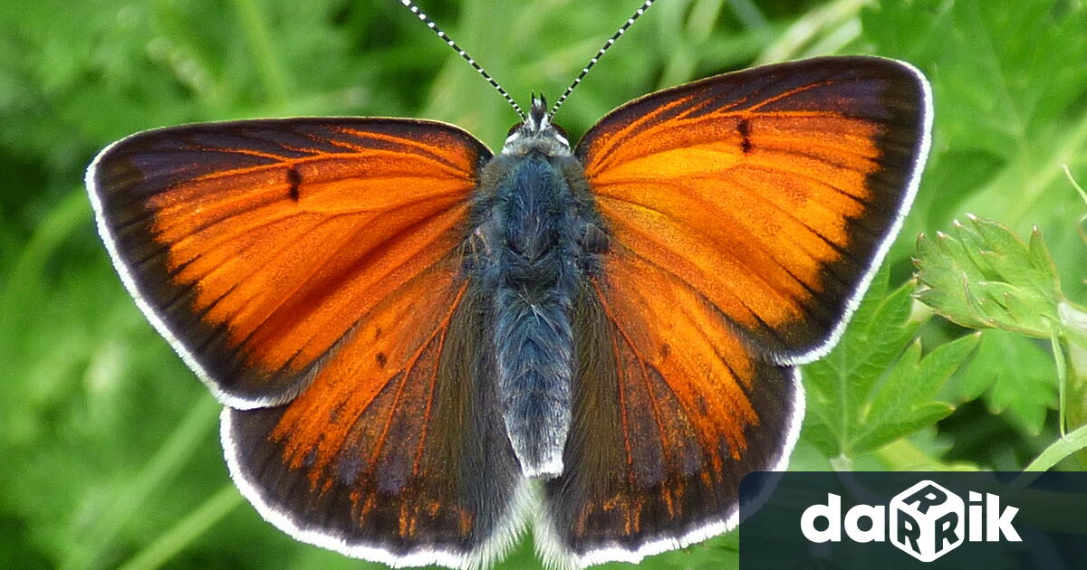 У нас има 218 вида дневни пеперуди което нарежда страната