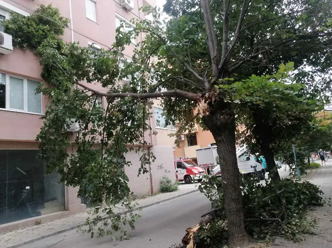 Разчистват Пловдив от падналите заради силния вятър дървета и клони