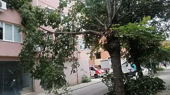 Разчистват Пловдив от падналите заради силния вятър дървета и клони