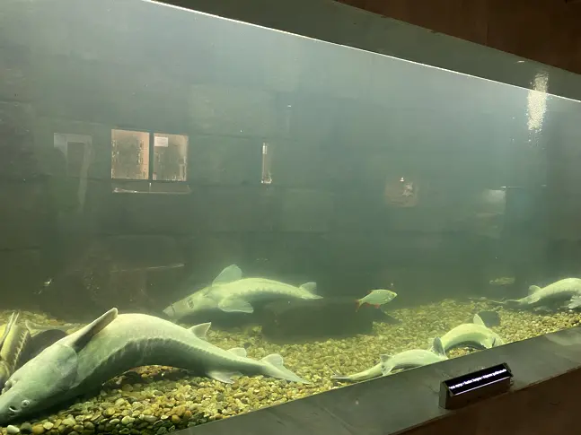 Есетрите в аквариума на Екомузея умряха