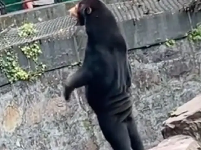 Зоопарк в Китай отрече предположенията, че някои от мечките там може да са хора в костюми