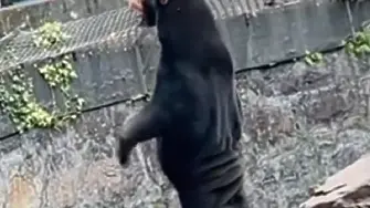 Зоопарк в Китай отрече предположенията, че някои от мечките там може да са хора в костюми