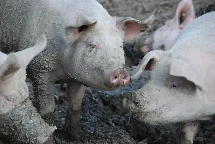 Силистра прие мерки във връзка с опасността от африканска чума по свинете
