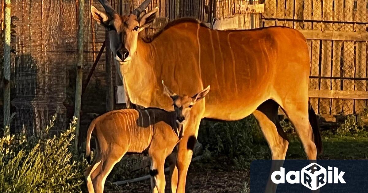 42 бебета се родиха вЗоопарк Бургас Най новото попълнениее антилопата Кана