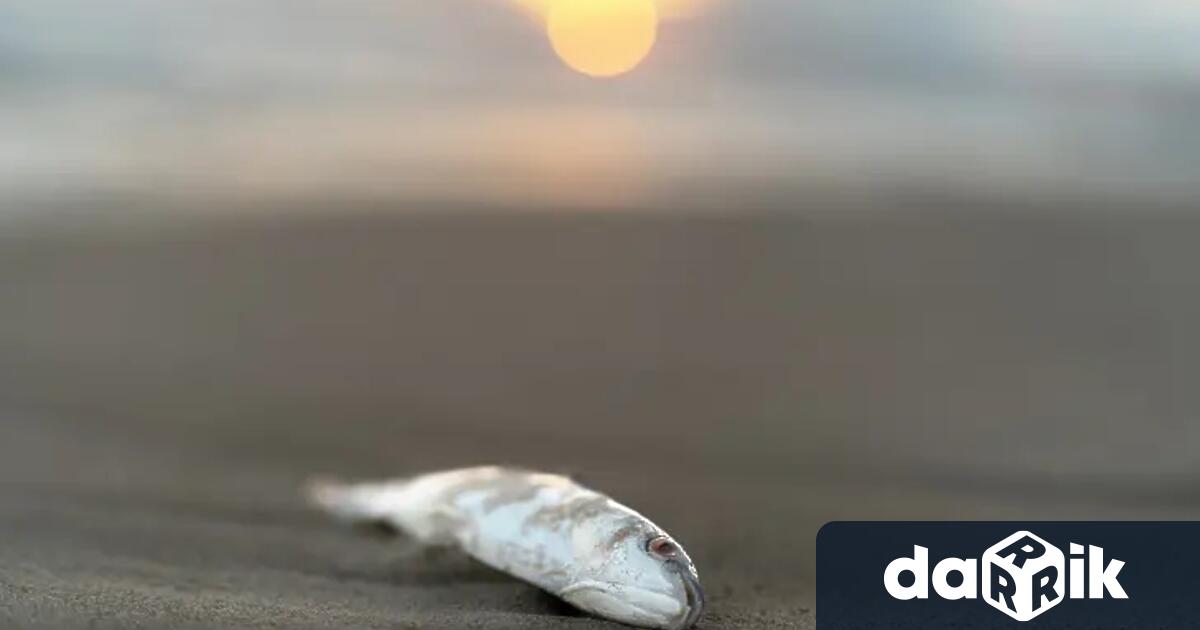 Мъртва риба е открита във Варненското езеро. Тя е намерена