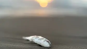 Отпадъчни води замърсиха плаж във Варна