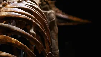 На 83 милиона години: Откриха останки от динозаври и крокодили край Трън (снимки)