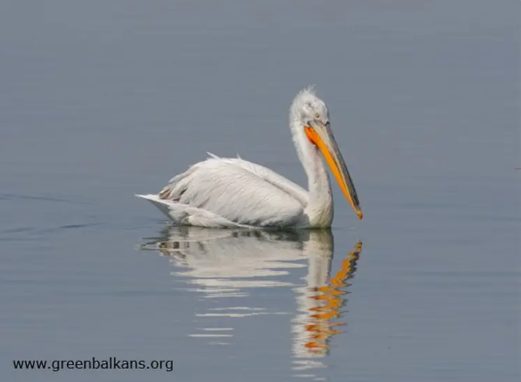 Успешен размножителният сезон за къдроглавите пеликани отчетоха от БДЗП