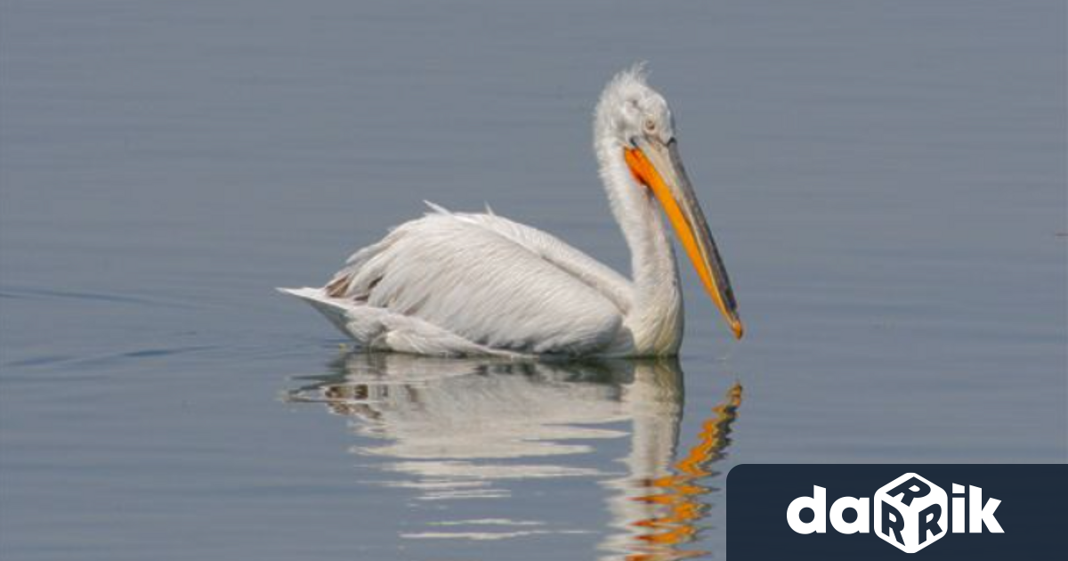 Успешен беше размножителният сезон за къдроглавите пеликани в Природен парк