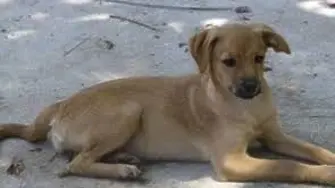 Съседски скандал за куче прерасна в побой над собственичката на домашния любимец 