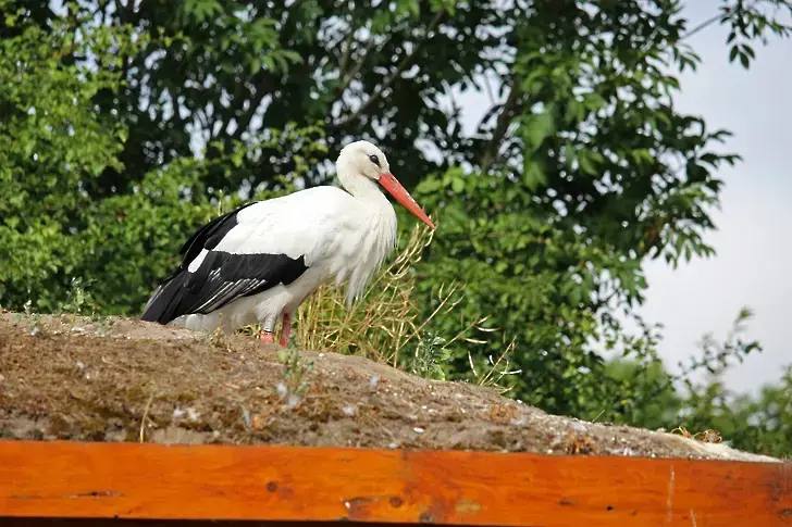 Екоесперти от Пазарджик помогнаха на 11 защитени птици през юли