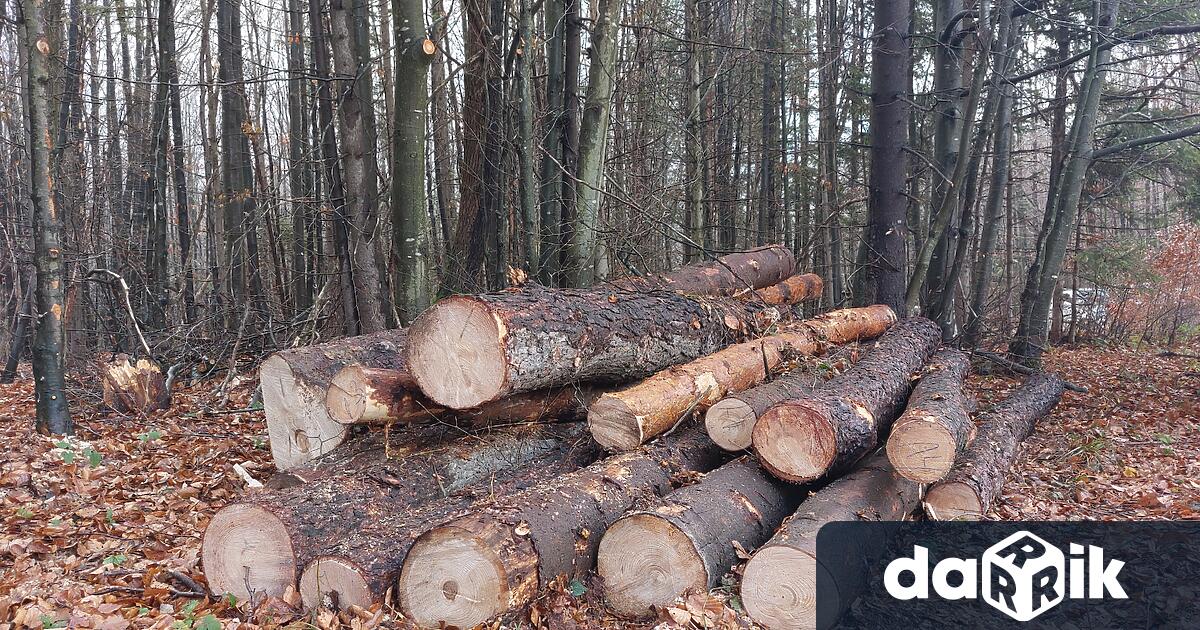Над 1700 проверки са извършили лесовъдите в горите наСеверноцентрално държавно