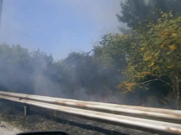 5 дка иглолистна гора унищожи пожар в местността Мъртвата долина край Плевен