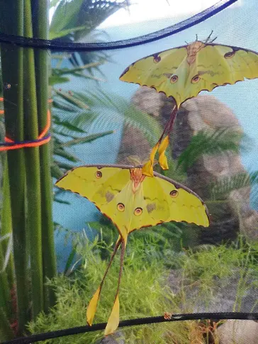 Африканска лунна пеперуда показват в Природонаучния музей на Пловдив