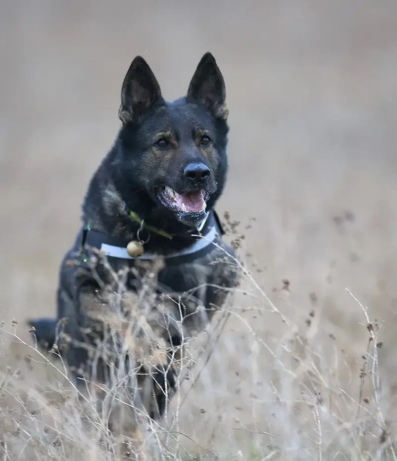 България скоро може да остане без обучено куче, което да открива отровни примамки в дивата природа