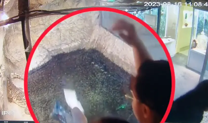Посетители на музей в Пловдив се опитаха да ”нахранят” крокодил с мокри кърпи (видео)