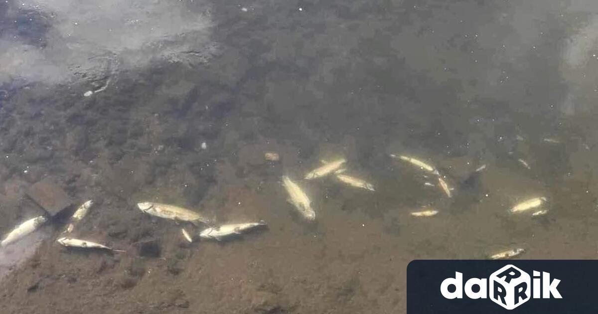 Мъртва риба в коритото на река Черна в Смолян вдигна