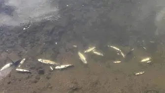 Мъртва риба изплува в реката на Смолян 