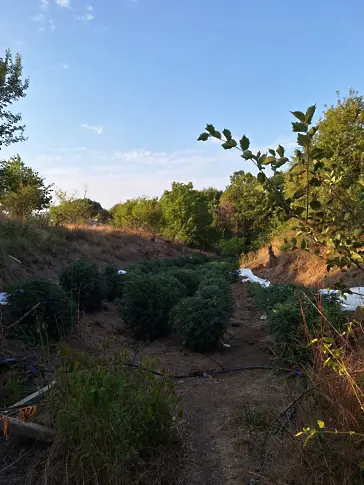 Откриха 4 дка нива с марихуана