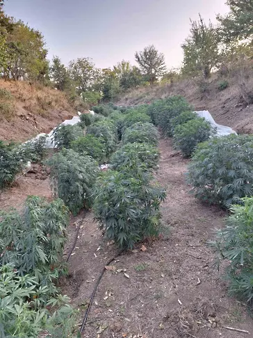 Откриха 4 дка нива с марихуана