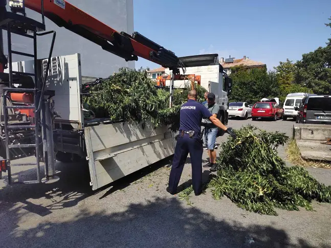 Откриха 4 дка нива с марихуана