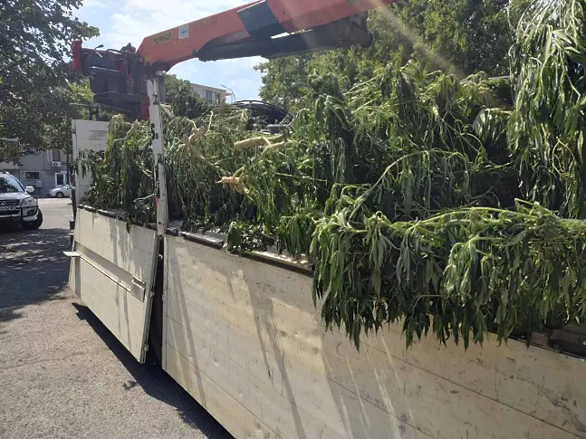 Откриха 4 дка нива с марихуана