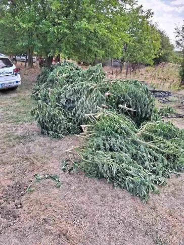 Откриха 4 дка нива с марихуана