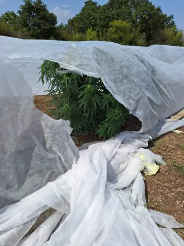 Откриха 4 дка нива с марихуана