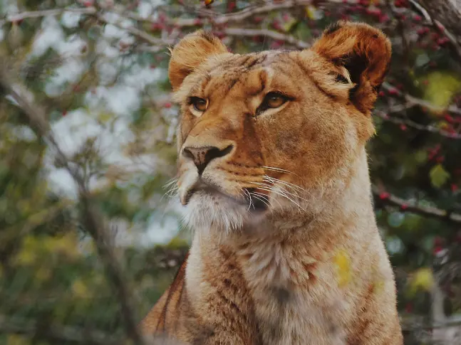 Лъвица беше застреляна, след като избяга от ферма в Южна Корея