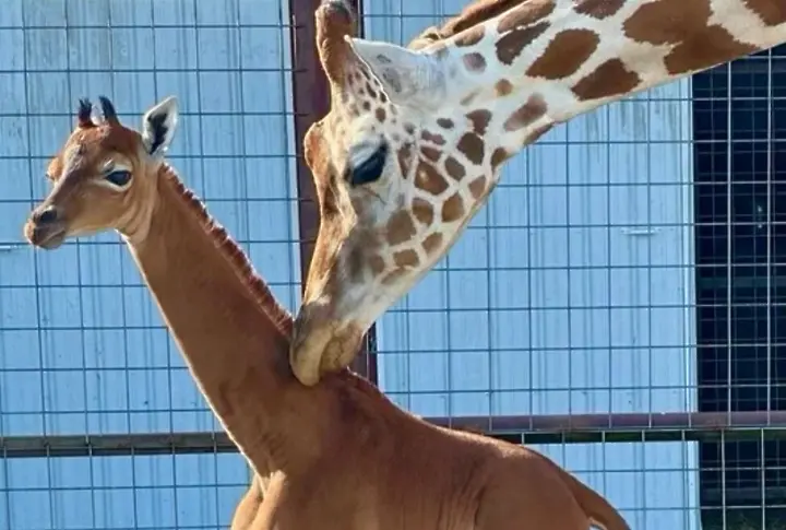 Чудо на природата: Роди се жирафче без петна