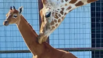 Чудо на природата: Роди се жирафче без петна