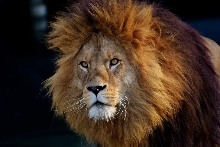 Избягал лъв предизвика паника в Пакистан