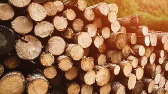 Установиха незаконна дървесина на три адреса във видинско