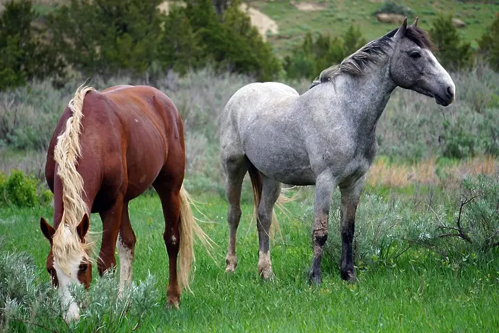 Откраднаха два коня през нощта от село край Враца