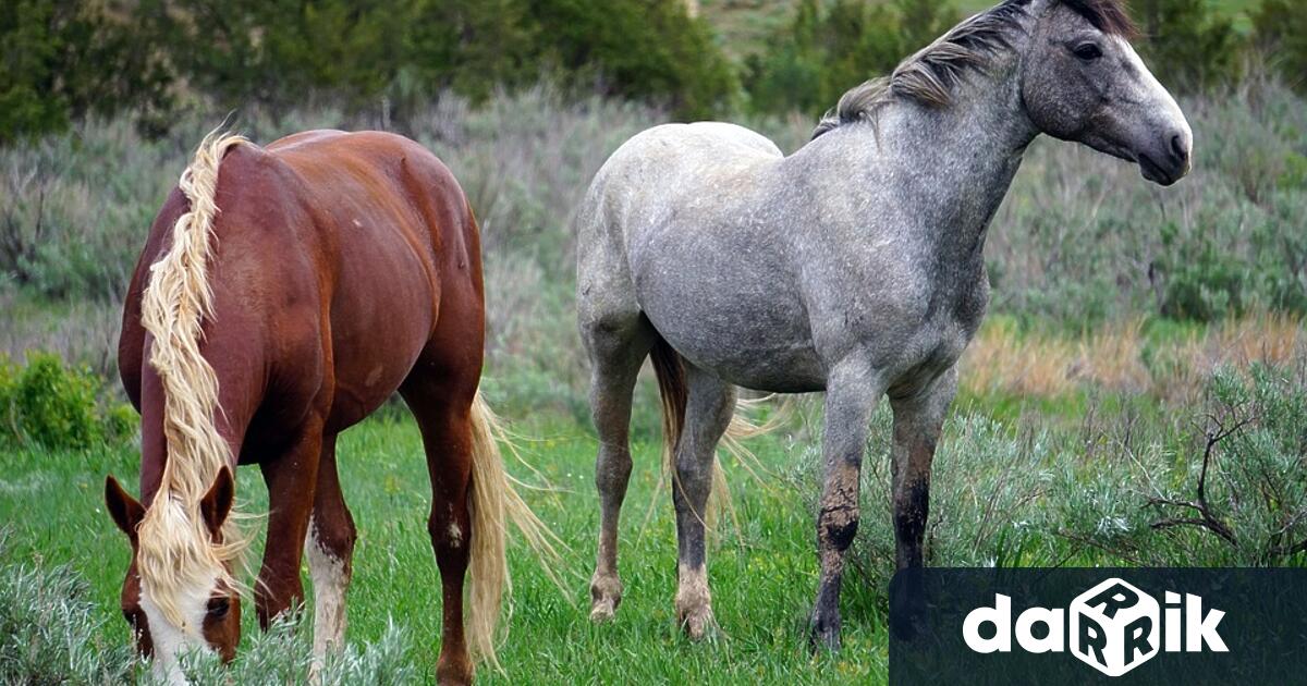 Разследват кражба на два коня във врачанско село На 04 09 23г