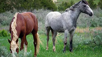 Откраднаха два коня през нощта от село край Враца