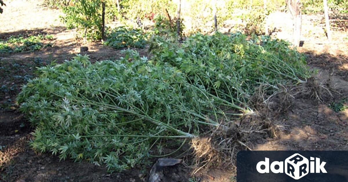 160 килограма канабисови растения са иззети при спецакция от землището