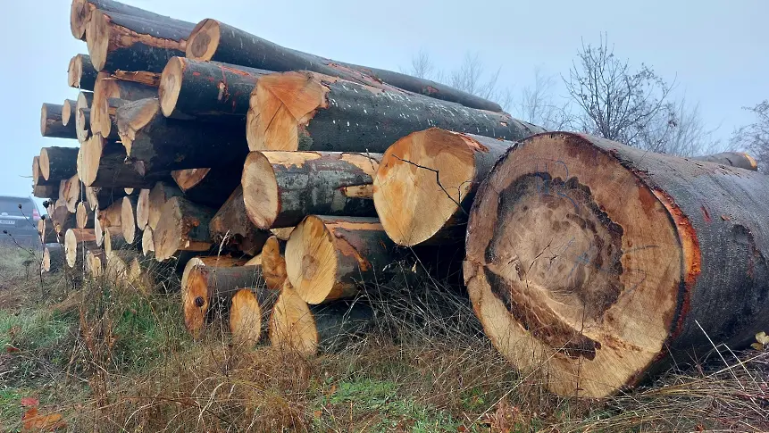 Осем каруци и три МПС на нарушители в горите задържани през август от служители на Северноцентрално държавно предприятие - Габрово  