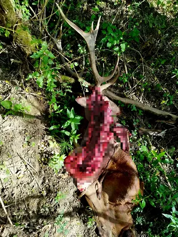 Бракониерска банда бе заловена след убийството на елен и кошута