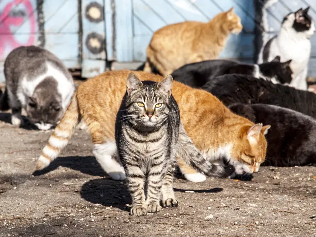 Ще кастрират улични котки във Варна