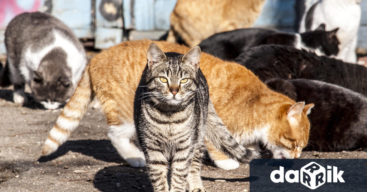 Kампания за кастриране на улични коткище стартира скоро във Варна