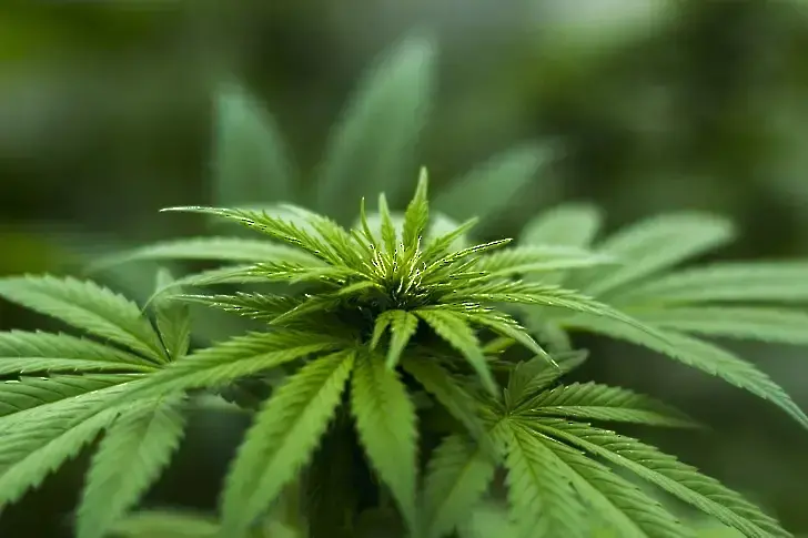 Варненец направи плантация за марихуана край „Аспарухово”
