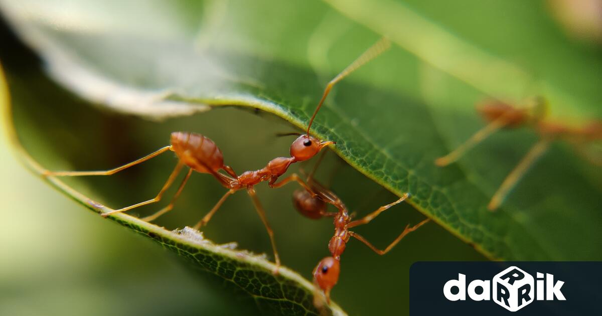 Червената огнена мравка един от най инвазивните видове в света Данниот