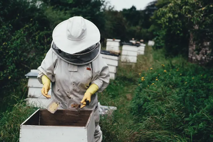 Бунтът на Пчеларите: Защо и те се готвят за национален протест