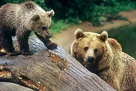 Северноцентрално държавно предприятие бе домакин на междуведомствена среща по въпроса със зачестилите набези на мечки в населените места