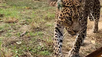 Леопард ухапа момиче при опасно селфи във варненския зоопарк
