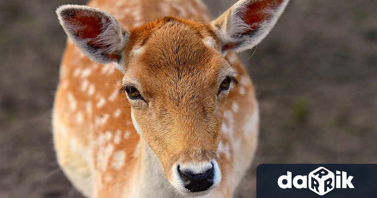 Досъдебно производство за бракониерство е образувано в РУ Котел съобщиха от