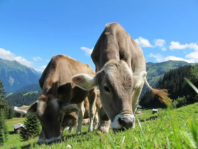 Разследват смъртта на 16 крави в землището на община Чупрене