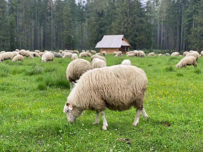 Стадо овце изяде около 100 кг канабис за медицински цели в Гърция