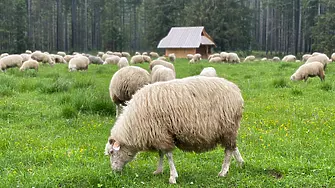 Стадо овце изяде около 100 кг канабис за медицински цели в Гърция